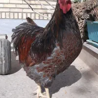 جوجه ویاندوت(مرغ و خروس ندارم)|حیوانات مزرعه|قم, شهرک مهدیه|دیوار