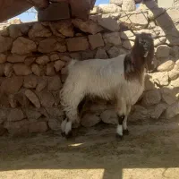 چپش نر داشتی