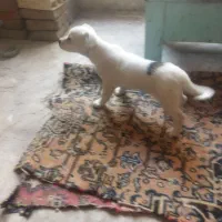 فروش توله پاکوتا|سگ|مراغه, |دیوار