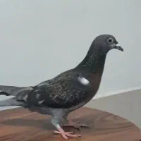 کفتر|پرنده|مشهد, دوست آباد|دیوار