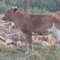 گاو جرسی و گوساله هلشتاین با یک گوساله بچر جرسی|حیوانات مزرعه|آبادان, |دیوار