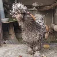 مرغ تخمی سلطان