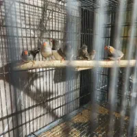 فنچ تعدادی|پرنده|اندیشه, اندیشه فاز ۱|دیوار