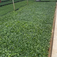 نشا بادمجان و فلفل تند|خدمات باغبانی و درختکاری|بندرعباس, |دیوار