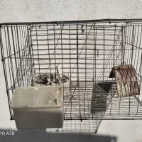 قفس جفت خانه
