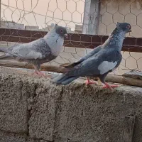 کفتر