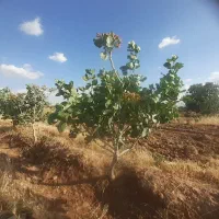 پیوند درخت پسته