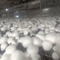فروش قارچ درجه یک