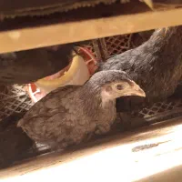 جوجه یکروزه،۱/۲ ماهه،نیمچه،مرغ تخمگذار ۵۰۰