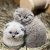 گربه اسکاتیش دبل فلد روشن