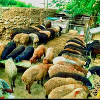 *ز یرفی تمام شَهر*دام زنده(شکمخالی)بشرط خونی|حیوانات مزرعه|مشهد, خین عرب|دیوار