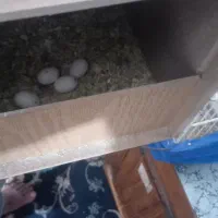 عروس هلندی|پرنده|بم, |دیوار