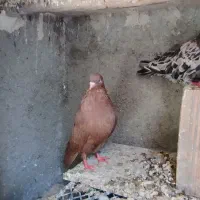 جفت سرور نر و ماده|پرنده|نوشین شهر, |دیوار