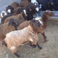 بزغاله یک ماهه و بزغاله بزرگ گوشتی|حیوانات مزرعه|دامغان, |دیوار