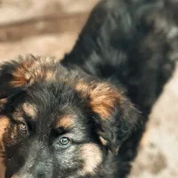 توله سگ ژرمن شولاین موبلند بلک فیس کینگ سایز|سگ|تهران, زرگنده|دیوار