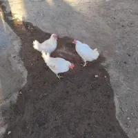 مرغ سفید تخم گذار|حیوانات مزرعه|هیر, |دیوار