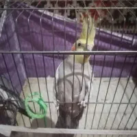 عروس هلندی|پرنده|فیروزآباد (فارس), |دیوار