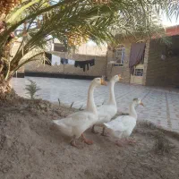 غوغاز|حیوانات مزرعه|اهواز, شریعتی جنوبی|دیوار
