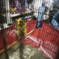 قناری فری|پرنده|کهریزک, |دیوار