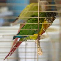 گرینچیک یلوساید رد فاکتور و آناناسی