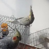 فروش عروس هلندی سخنگو|پرنده|محمدشهر, شهرک پیام (مهرالبرز)|دیوار