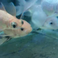 تعدادی ماهی گلدفیش|ماهی|اسلامشهر, مطهری|دیوار