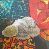 جوجه کوتوله سرلاکی|پرنده|مشهد, چهارچشمه|دیوار