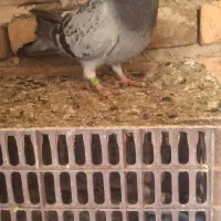 کبوتر پرشی|حیوانات|نوشین شهر, |دیوار