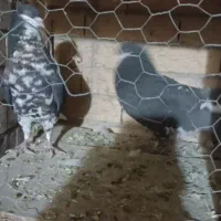 افشون ترتمیز