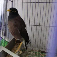 مرغ مینا سخنگو|پرنده|رشت, پیرسرا|دیوار