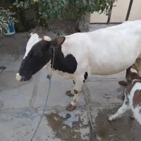 دو راس گاو|حیوانات مزرعه|دیواندره, |دیوار