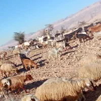 نیستم|حیوانات مزرعه|کازرون, |دیوار