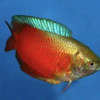 ماهی گورامی دارف رد و بلو کلکسیونی نمایشی گرید ++A