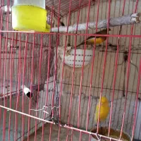 پرنده|پرنده|قائم‌شهر, |دیوار