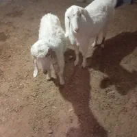 دوتابز خیلی خوشگل خردوتا اویس|حیوانات مزرعه|تربت جام, جلگه موسی آباد|دیوار