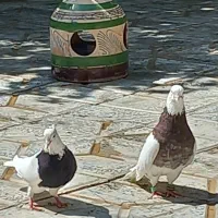 نروماده طوقی