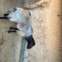 قوچ مخصوص نسل کشی