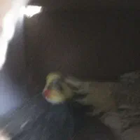 ملنگو عروس هلندی گیرین چیک فنچ مرغ عشق|پرنده|خمینیشهر, |دیوار