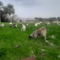 فروش تعدادی بز