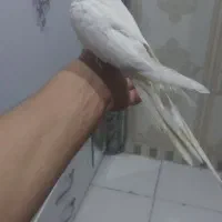 عروس هلندی نر دستی|پرنده|اسلام‌شهر, شهرک مهدیه|دیوار