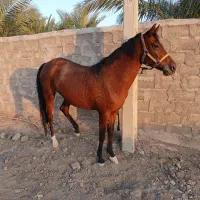 اسب مادیان اصیل خالص درشوری|اسب و تجهیزات اسب‌سواری|بم, |دیوار