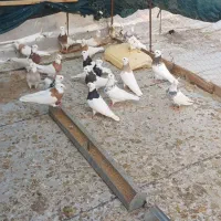 سلام فروش کبوتر طوق عسلویه هستم|پرنده|بندر کنگان, |دیوار