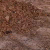 کودگاوی خشک|حراج|قزوین, |دیوار