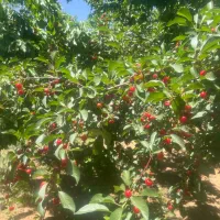 باغ میوه مارکده|فروش دفتر صنعتی، کشاورزی، تجاری|زاینده رود, |دیوار