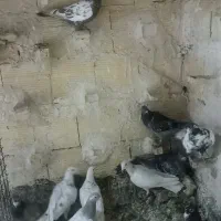 صید.بوم .چخ|پرنده|مشهد, تلگرد|دیوار