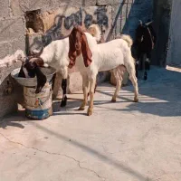 حیوانات به فروش میرسددونه ای ۱۵میلیون|حیوانات مزرعه|گله دار, |دیوار