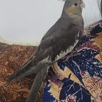 عروس هلندی گم شده