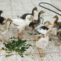 غاز و قوغاز و اردک