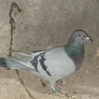 4عدد حیون فروشی|پرنده|تیمور آباد, |دیوار