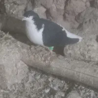 چند عدد خوشرنگ|پرنده|خرمدشت, |دیوار